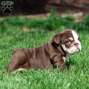 Cocoa Tide, English Bulldog Puppy